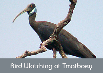 Bird Watching at Tmatboey