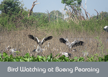 Boeng Pearaing Bird Watching